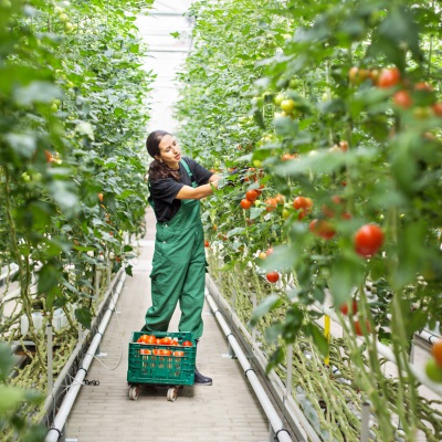 farmer picking tomatoes | Alvarez | Getty Images